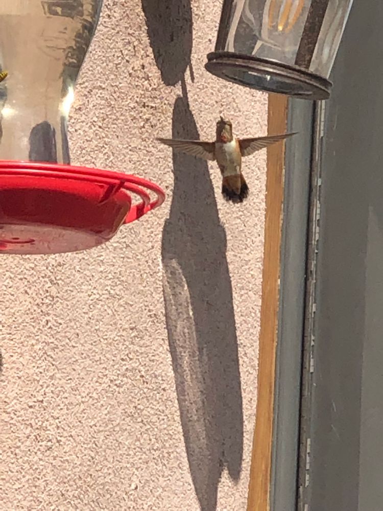 A picture I took of a humming bird in flight.