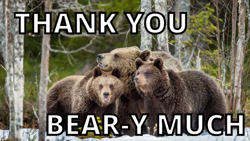 Three brown bears in a snowy forest. White meme text says, “Thank you bear-y much!” 