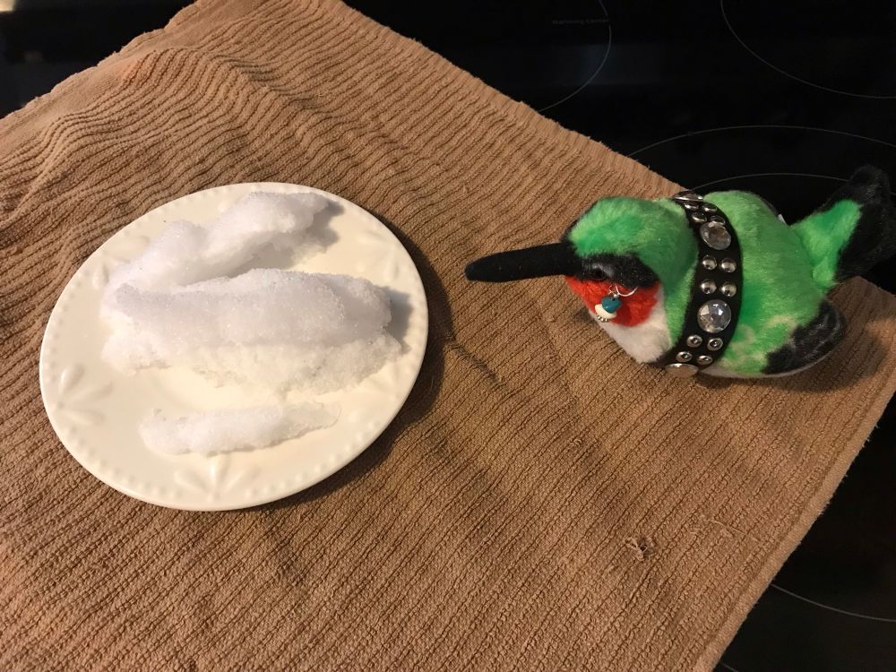 Jimmingbird looking warily at a plate of snow. 