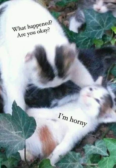Two cats are outside. 

The cat hunched over asks, “What happened? Are you okay?” 

The cat lying on the ground responds, “I’m horny.” 