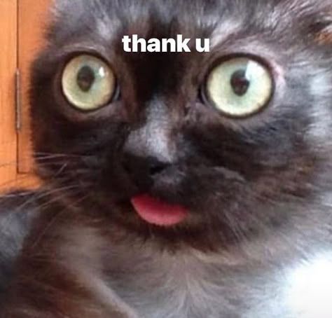 A cat with its tongue sticking out. Its eyes are wide open. White text says, “Thank u.” 