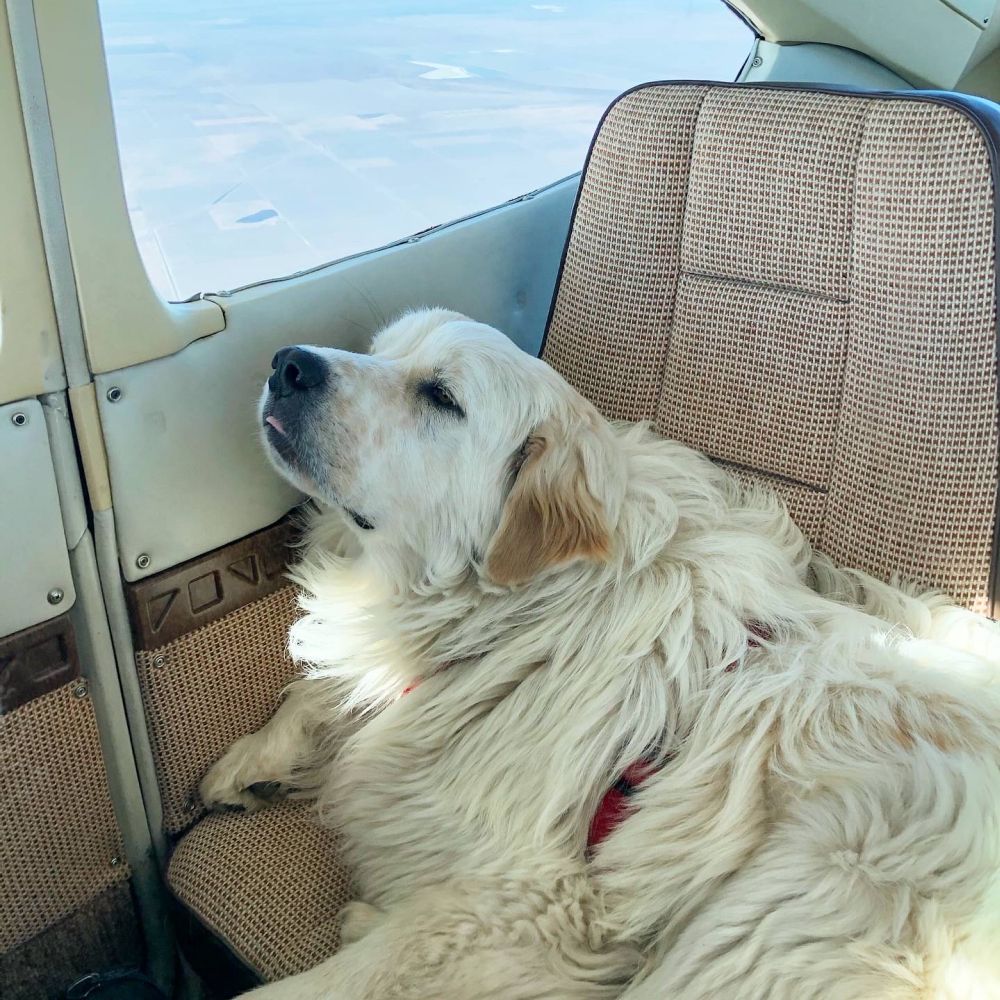 A cute Great Pyrenees dog gazes happily out the window of a small airplane flying high over the Central Valley of California.