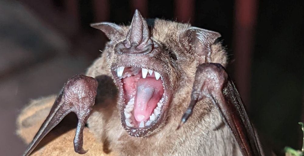 Artibeus jamaicensis, credit Alexa Sadier
