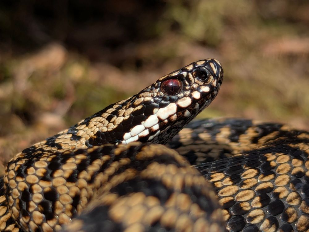 An adder basking in the sun on top of bracken
