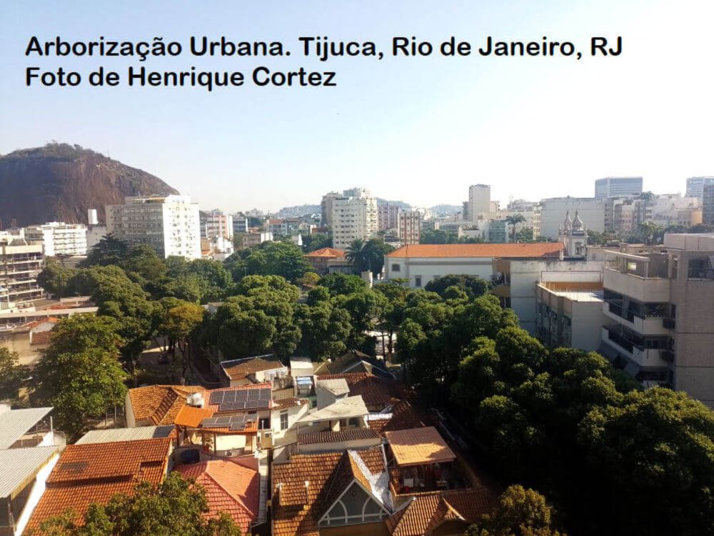 Arborização Urbana: Conforto térmico e ação climática