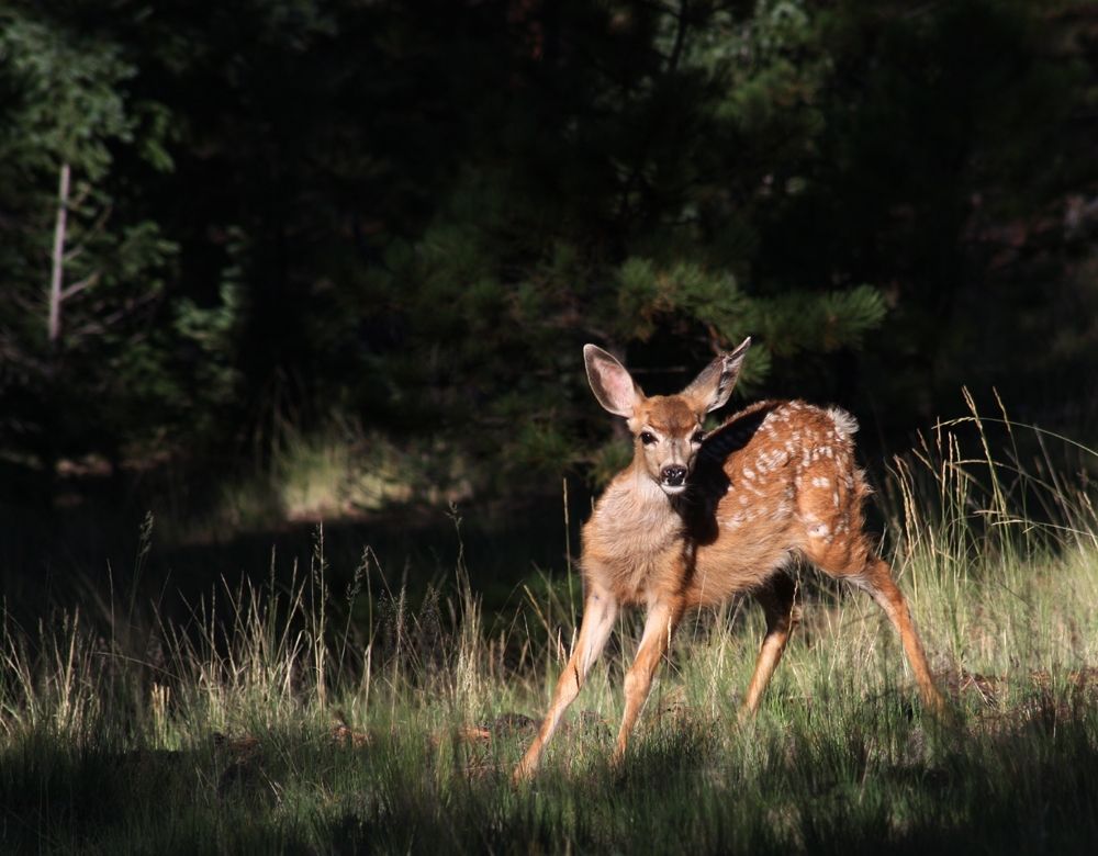 A fawn in high grasses and pine trees. 