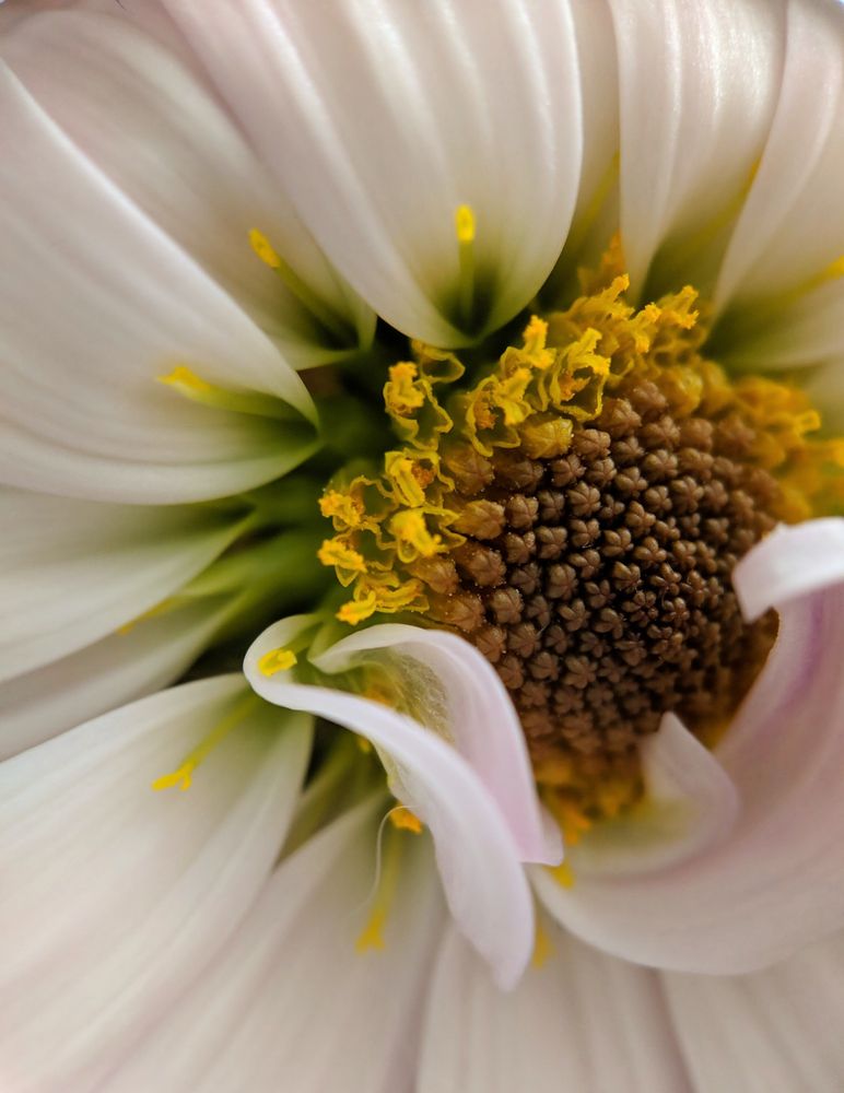 Close up of a delicate white flower with a yellow center. 