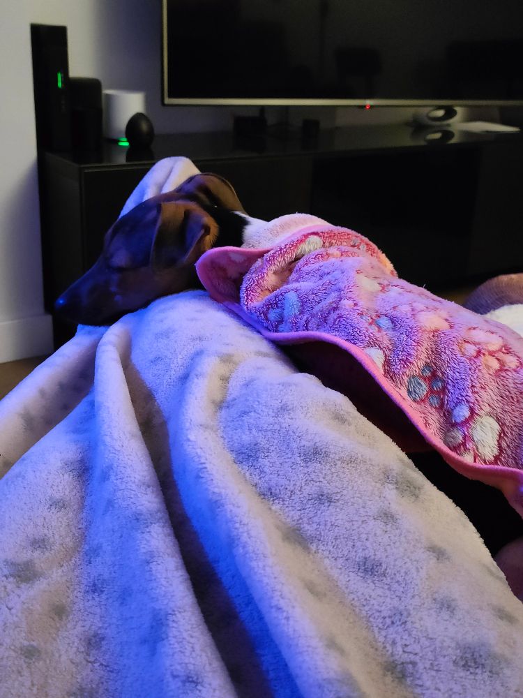 Sua, una perrita de año y medio cruce de bodeguero y Jack Russell, dormida encima de mis piernas. Estamos tumbadas en el sofá, yo tapada con una manta de estrellitas y ella con una con huellas de patitas de perro. 