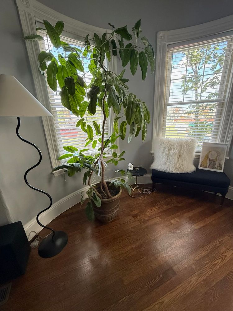 Tall green leafy plant in a room with dark wood floors, windows, and furnishings 