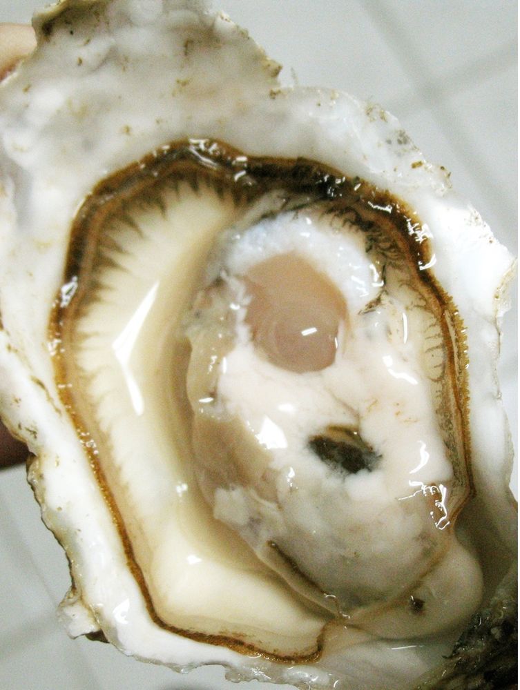 An oyster on the half shell. 
