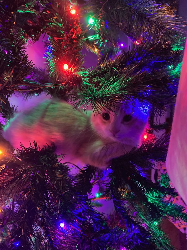 orange kitten lying in a christmas tree on a branch