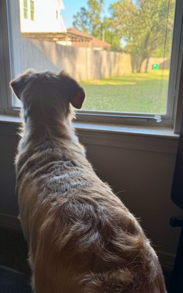 Golden retriever looking out a window