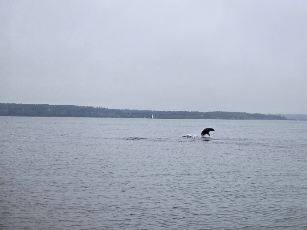seal jumping out of water on a grey day