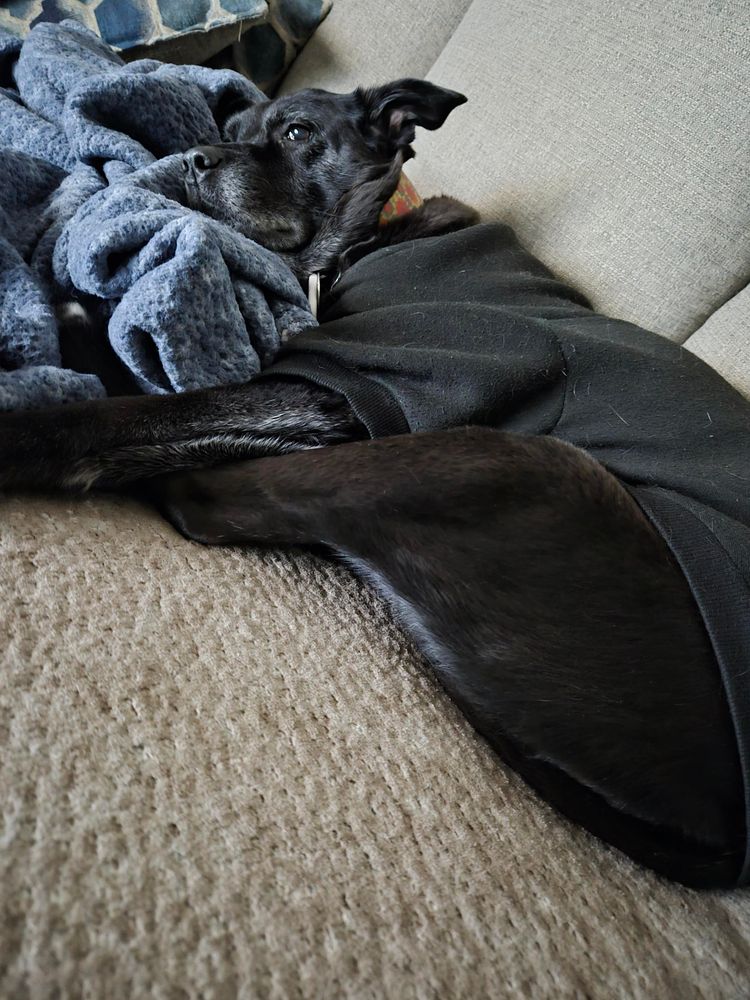 A black lab, napping on the couch 