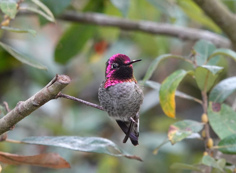 a glowing Anna's Hummingbird