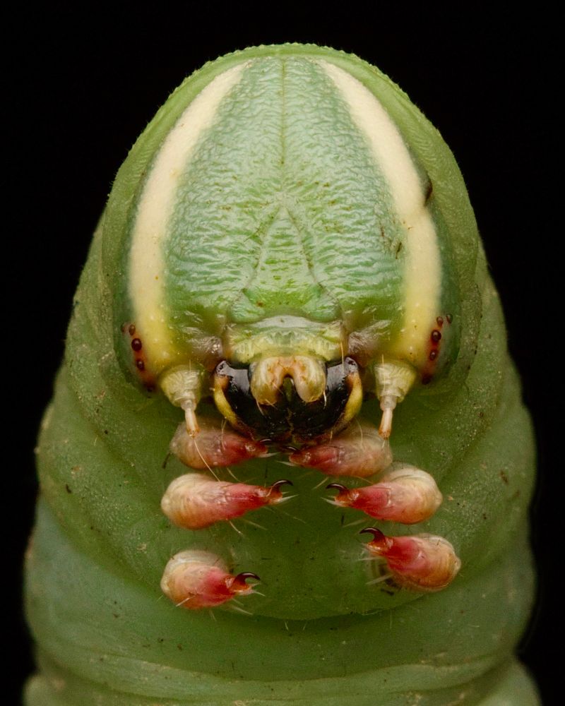 A close up macro photograph of a sphinx moth caterpillar. The caterpillar is green with red legs and yellow stripes.
