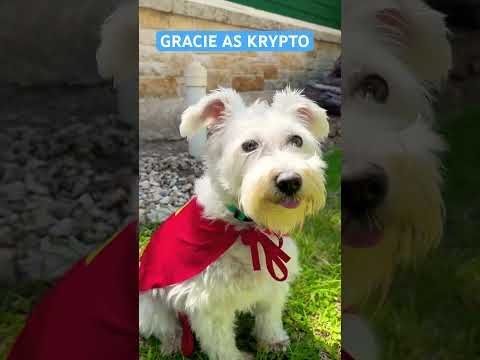 MY DOG AS KRYPTO #kryptothesuperdog  #superman #supergirl