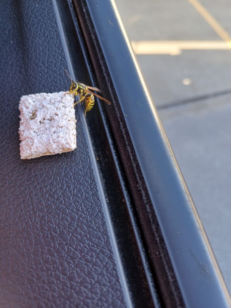 A yellow and black insect (a wasp? a hornet) sucking the sugar off a piece of frosted shredded wheat on the windowsill of a truck