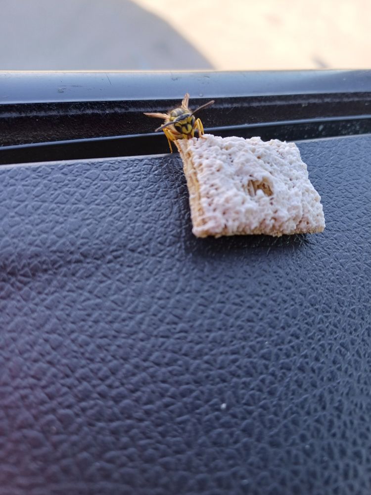 A yellow and black insect (a wasp? a hornet) sucking the sugar off a piece of frosted shredded wheat on the windowsill of a truck