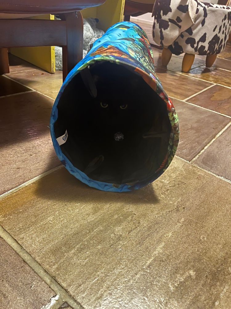 a bright blue fabric tube, deep in the shadows of which, if you squint, you can see green eyes guarding a silver foil ball