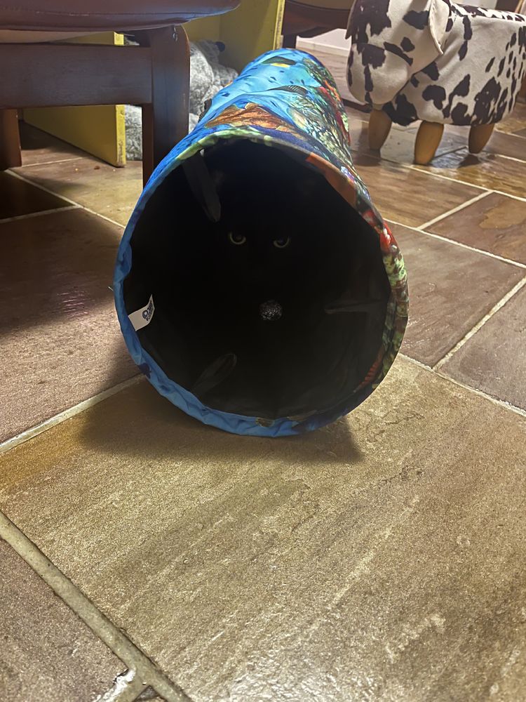 Crinkly blue play tube with, if you look very very carefully, some glowing green eyes and a silver foil ball inside.