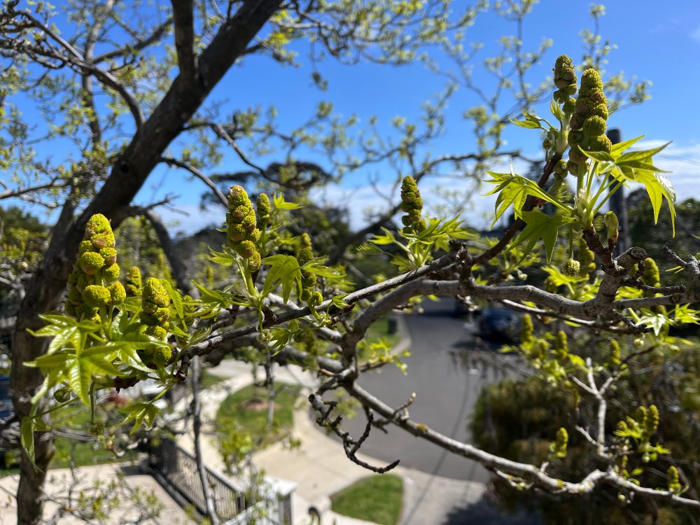 bright green leaves and pine tree shaped buds bursting forth in front of a blue sky with fluffy clouds approaching 