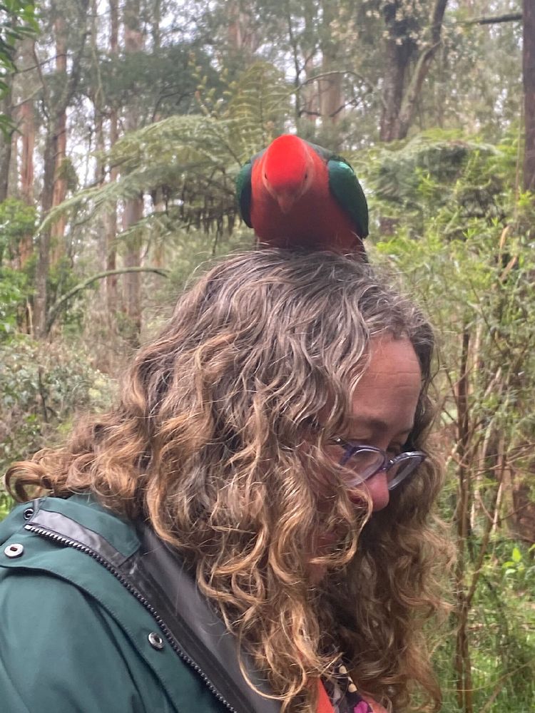 a person with long curly light brown hair seen from the side.  she is wearing a very fashionable red and green king parrot on her head. 