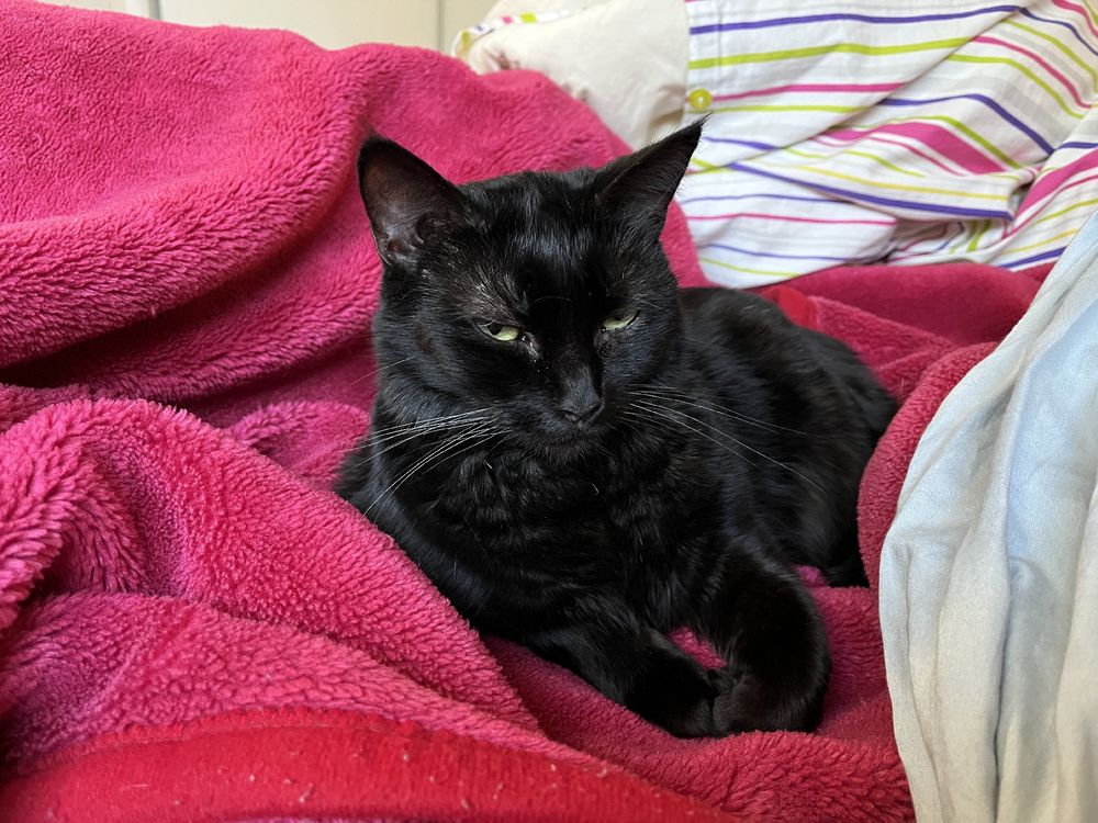 small black cat lounging on a glossy red blanket. She is giving the camera an extremely suspicious look.