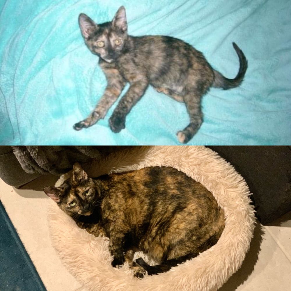 Picture of tortie kitten at 3 months when I got her on top. Bottom photo is of her when she was 15 and fully grown. 