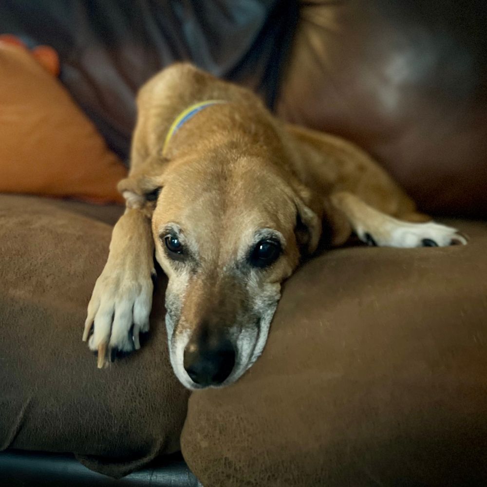 Dejected hound mix lying on couch contemplating bad life decisions 