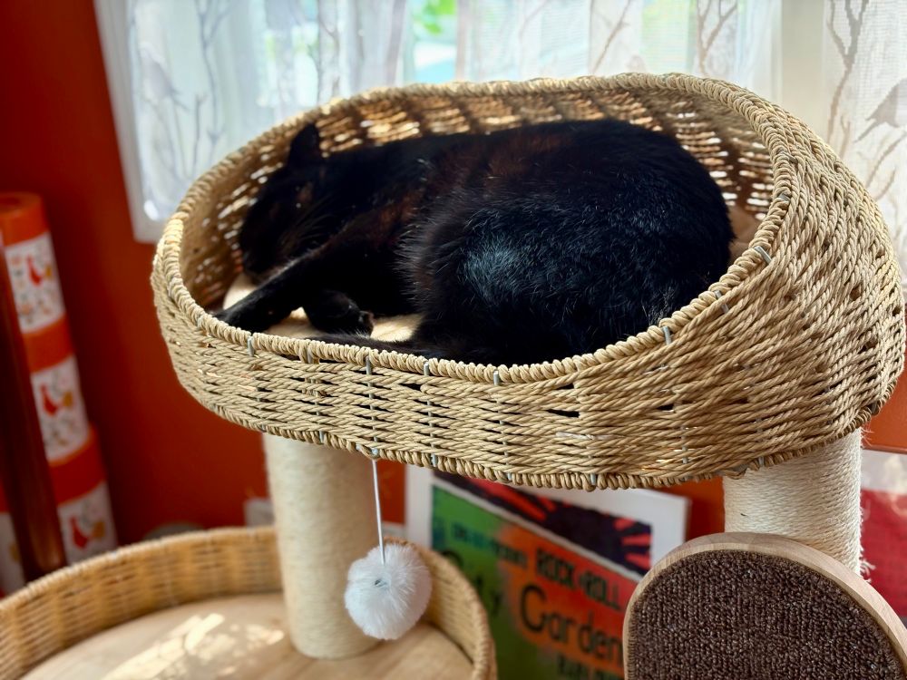 Black cat sleeping in a cat tree basket 