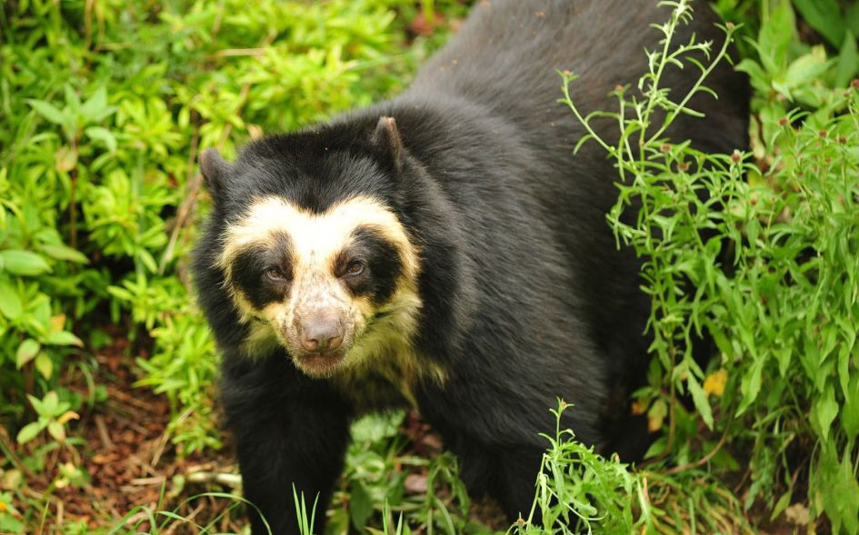 Foto von einem schwarzen Bären mit einer Brille um die Augen 