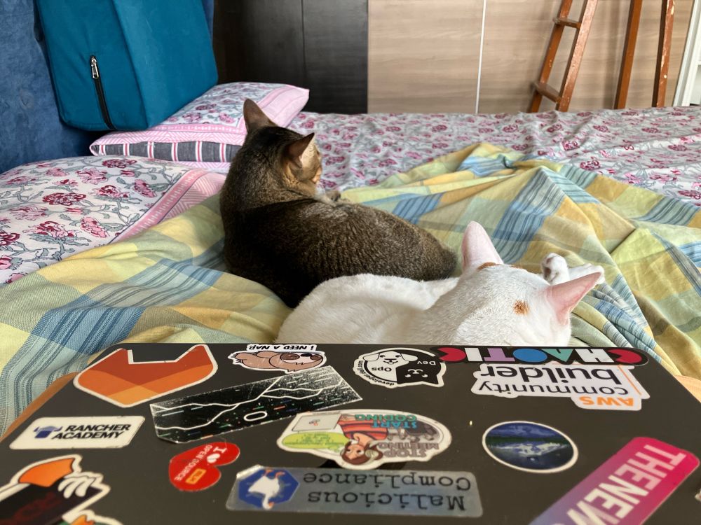 Two cats cuddled above a blanket, in front of Divya’s laptop.