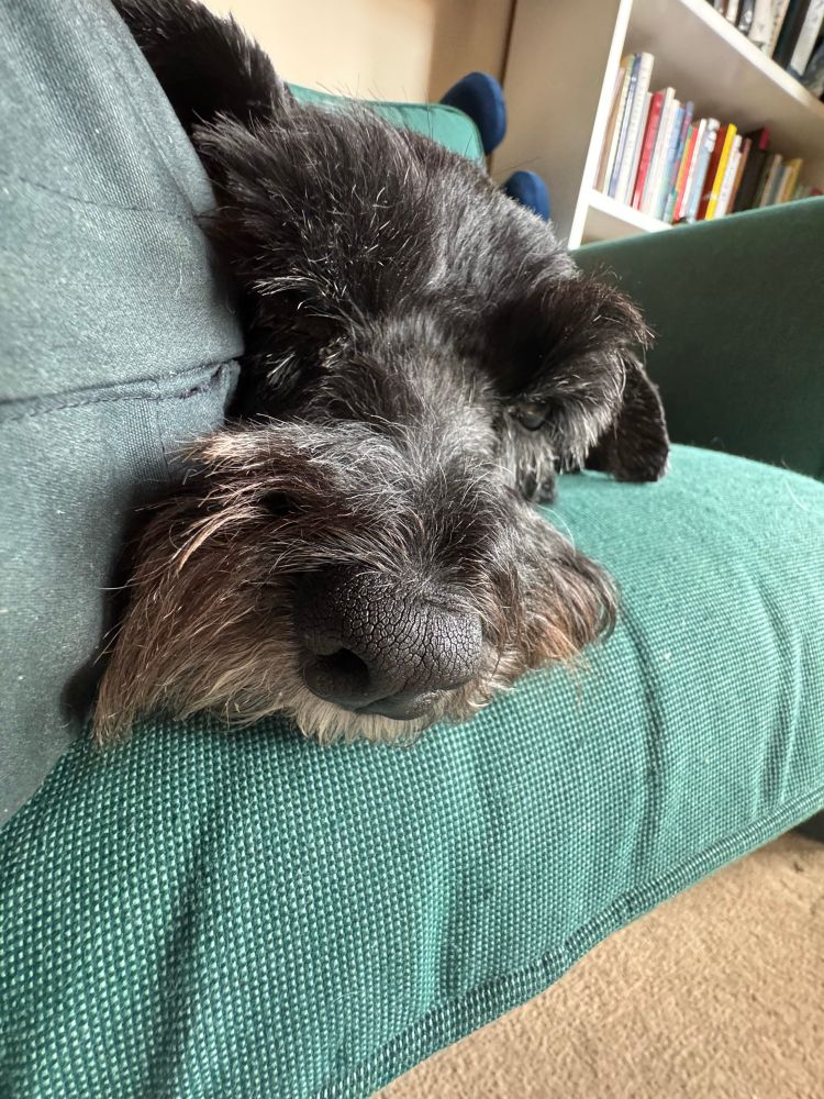Kifl the the terrier, since her haircut she has even more splendid moustaches and eyebrows. Here her head is tucked against the side of my thigh on the sofa, one ear resting on my leg.