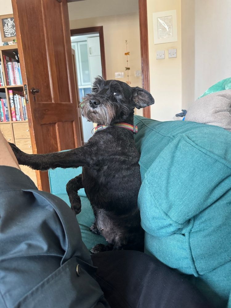 Small dog pawing at my leg insistently on the sofa as I try to rest