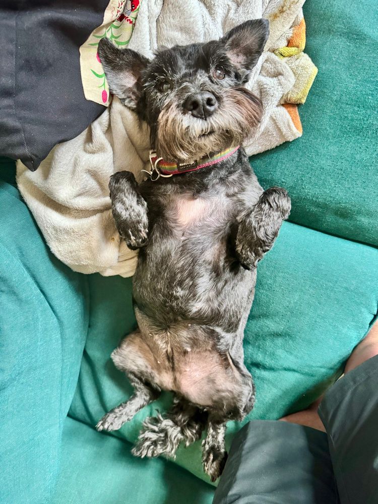 Small dog lounging cutely on her back on a blue sofa