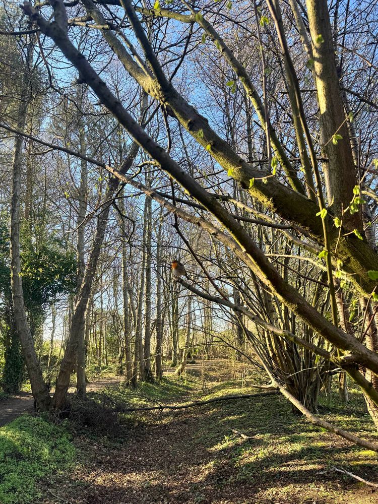 Photo of a woodland in the morning, blue skies in the background, a European robin stands on a branch in the foreground. The trees are still bare but greenery on the ground and small green leaf buds on the branches is starting to appear