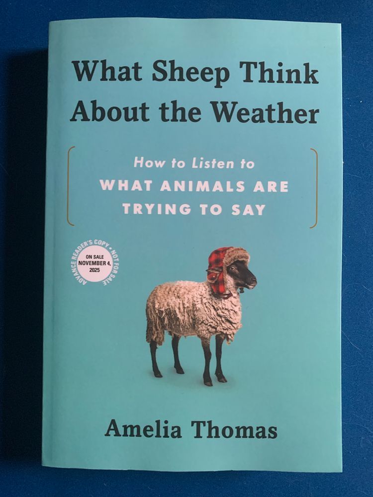 book cover for what sheep think about the weather by amelia thomas with black and white lettering over a light blue background featuring an image of a sheep wearing a red and black buffalo plaid ear flap hat