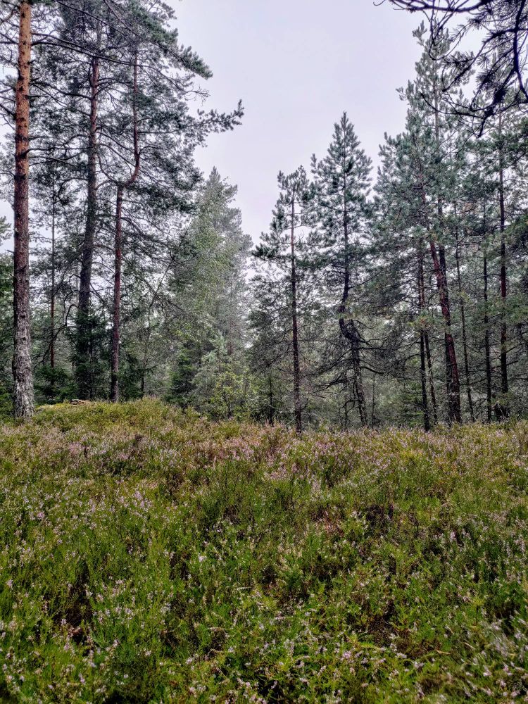 Foto av furuer og røsslyng en regntung ettermiddag 