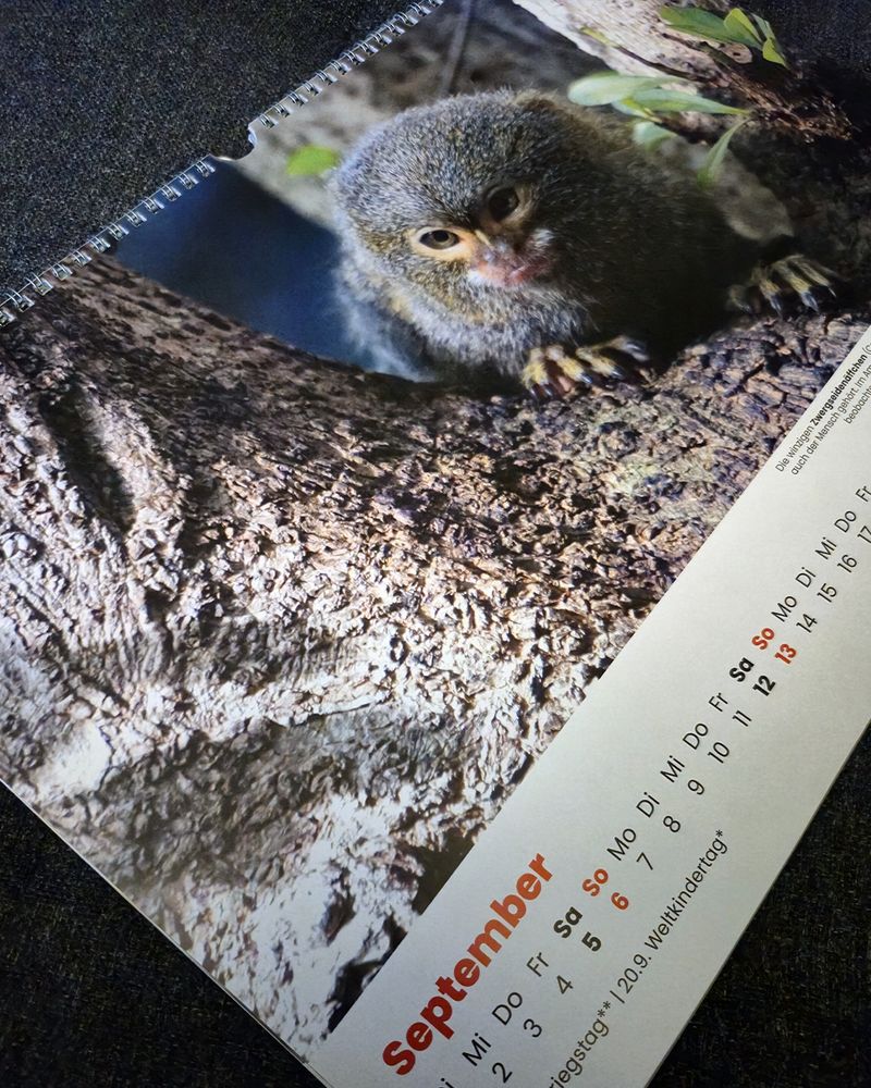 Das Septemver-Blatt mit einem Zwergseidenäffchen.