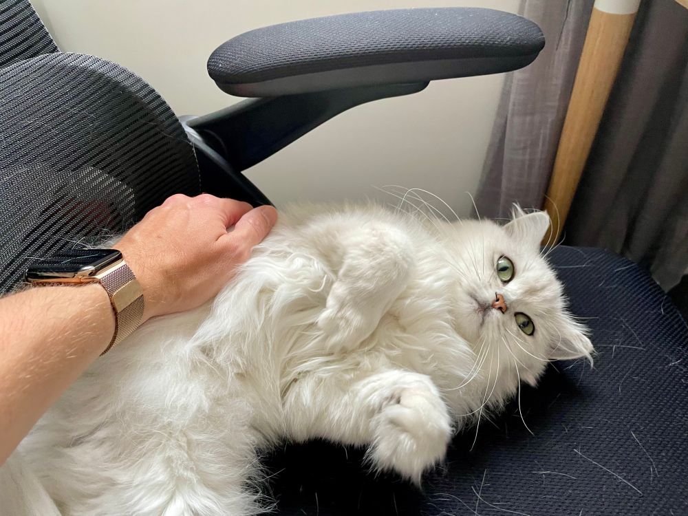 fluffy white British longhair cat lying taking up all almost all space. what’s left is covered in cat hair. 