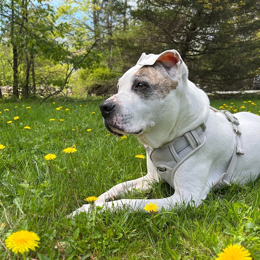 Snow, my white pitty, lies in the grass dotted with yellow dandelions. RIP sweet baby boy. 