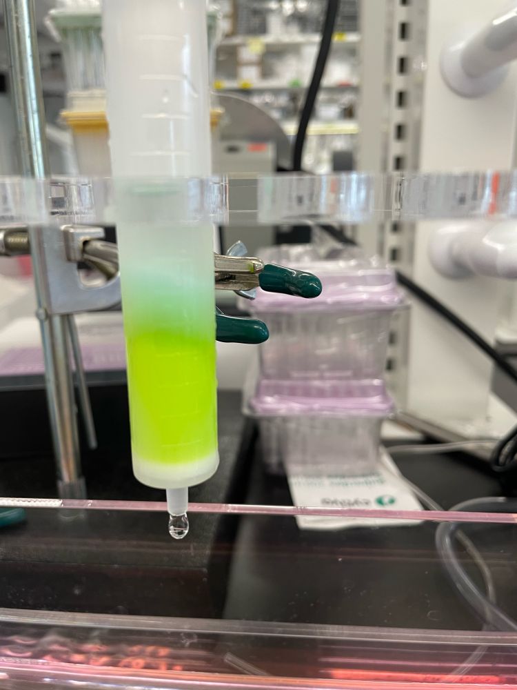 Blue chromatography resin in a column with a bright green protein bound in the middle of elution.