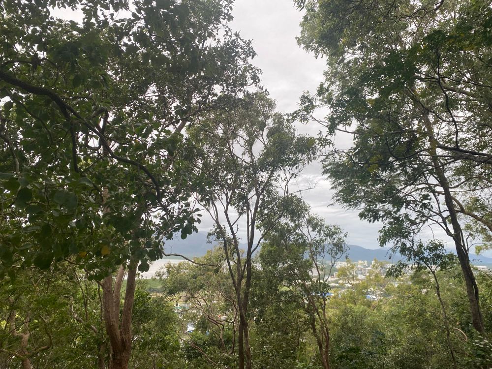 View across the city of Cairns from the Red Arrow walk. Trees are obscuring the view of the mudflats, city and hills surrounding Cairns.  