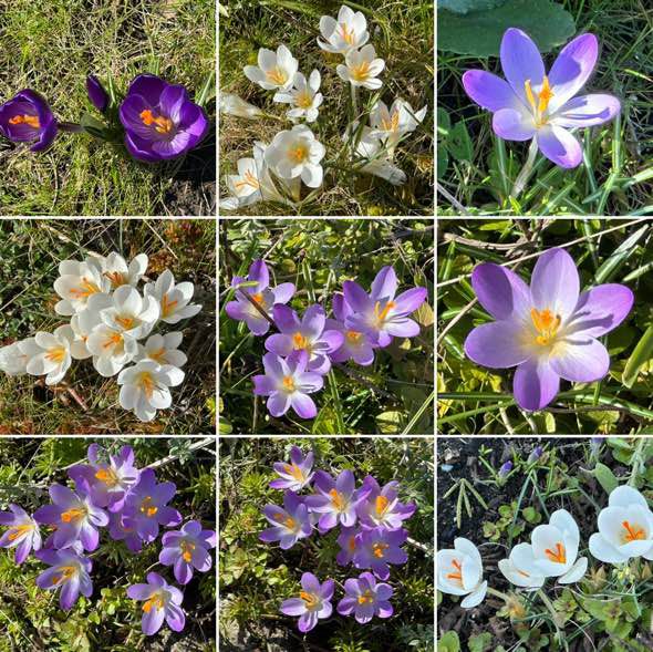 Small purple and white flowers, harbingers of spring, arranged in a grid.