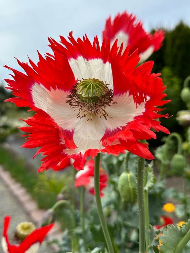 Close up of a red colored flower with crimson frilly petals, a seed head in the middle and a white cross in the center. (Danish flag poppy)