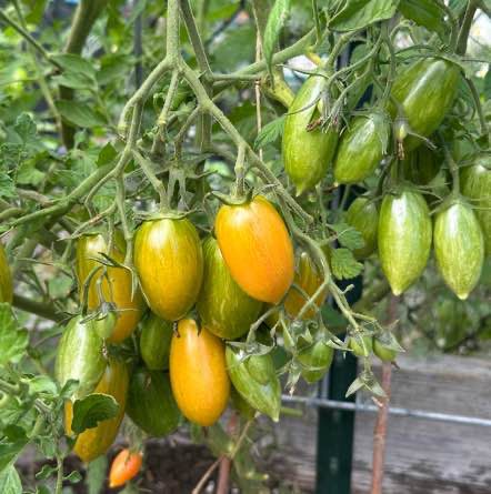 Cluster of tomatoes with color ranging from green to orange.