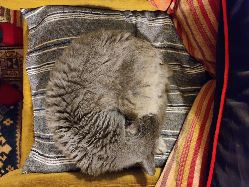 Fluff grey cat curled up