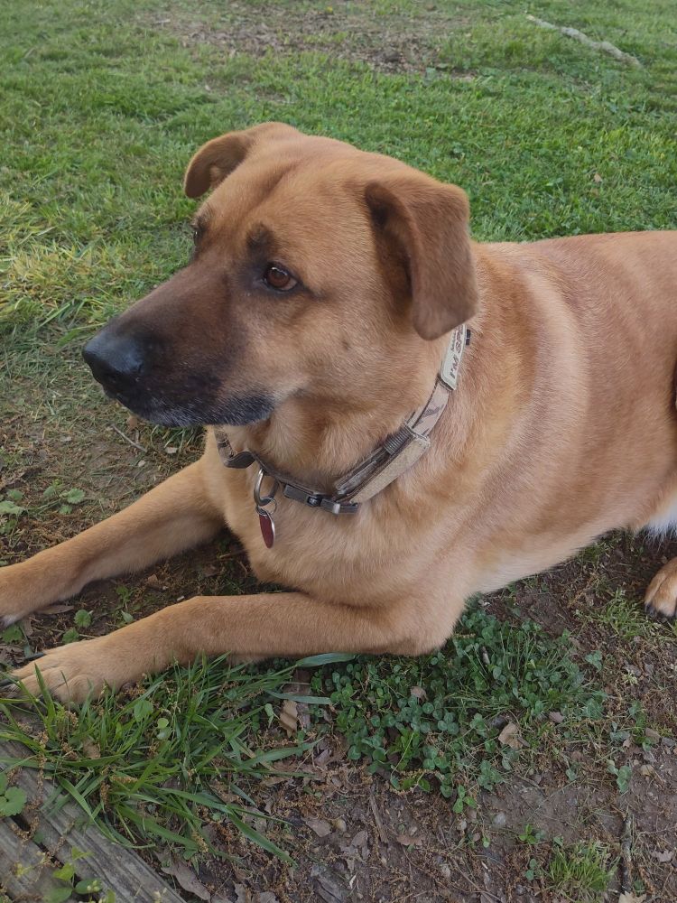 Big doggo looking ahead