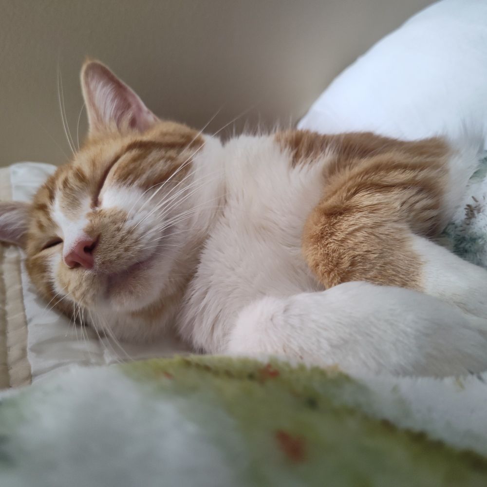 Orange cat sleeping
